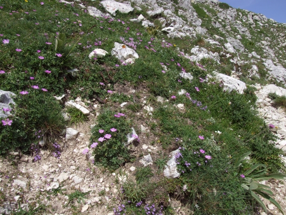 Geranium austroapenninum (=G.cinereum)